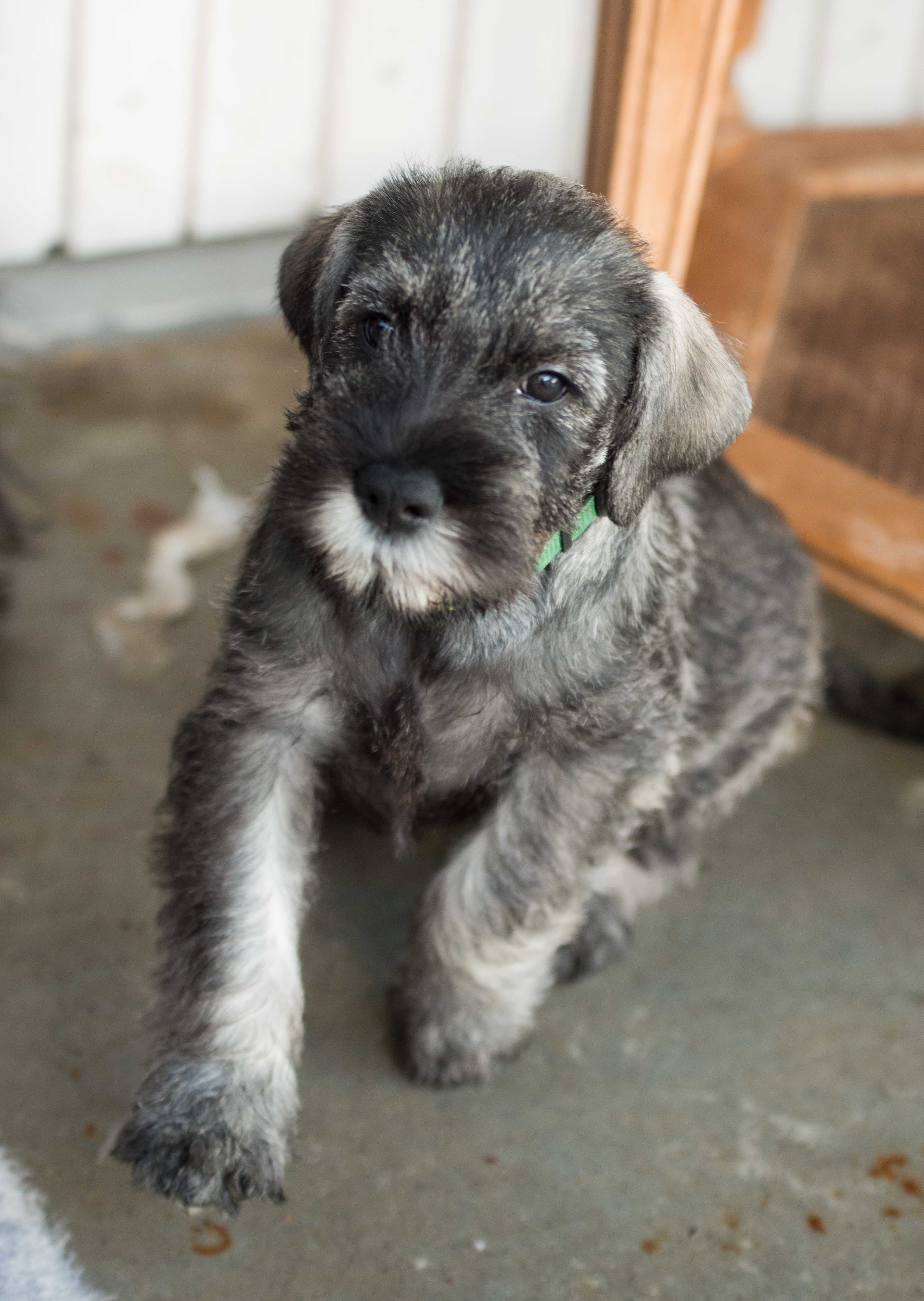 Puppy_november 21, 2016_00071