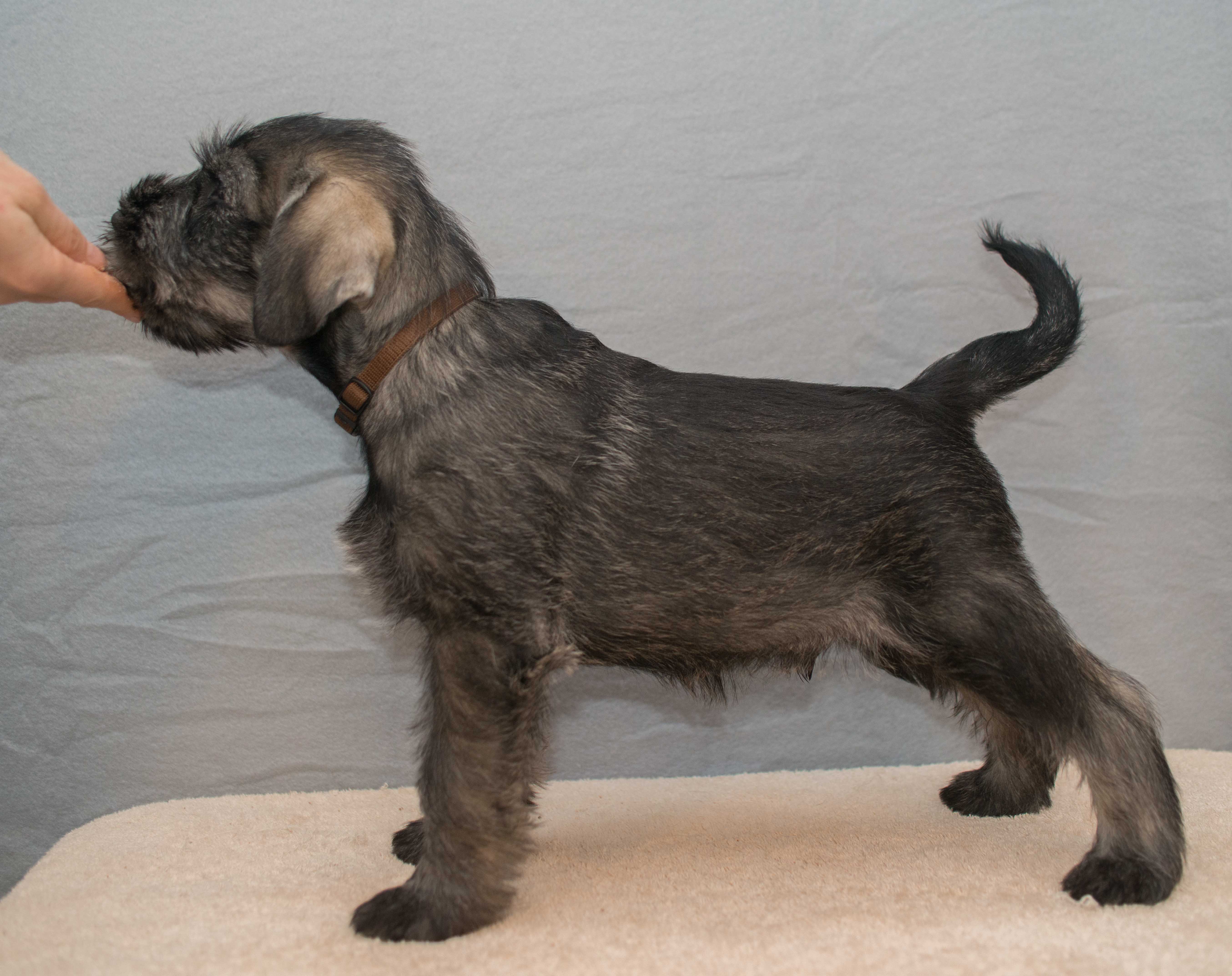 Atrey.-8 weeks-4