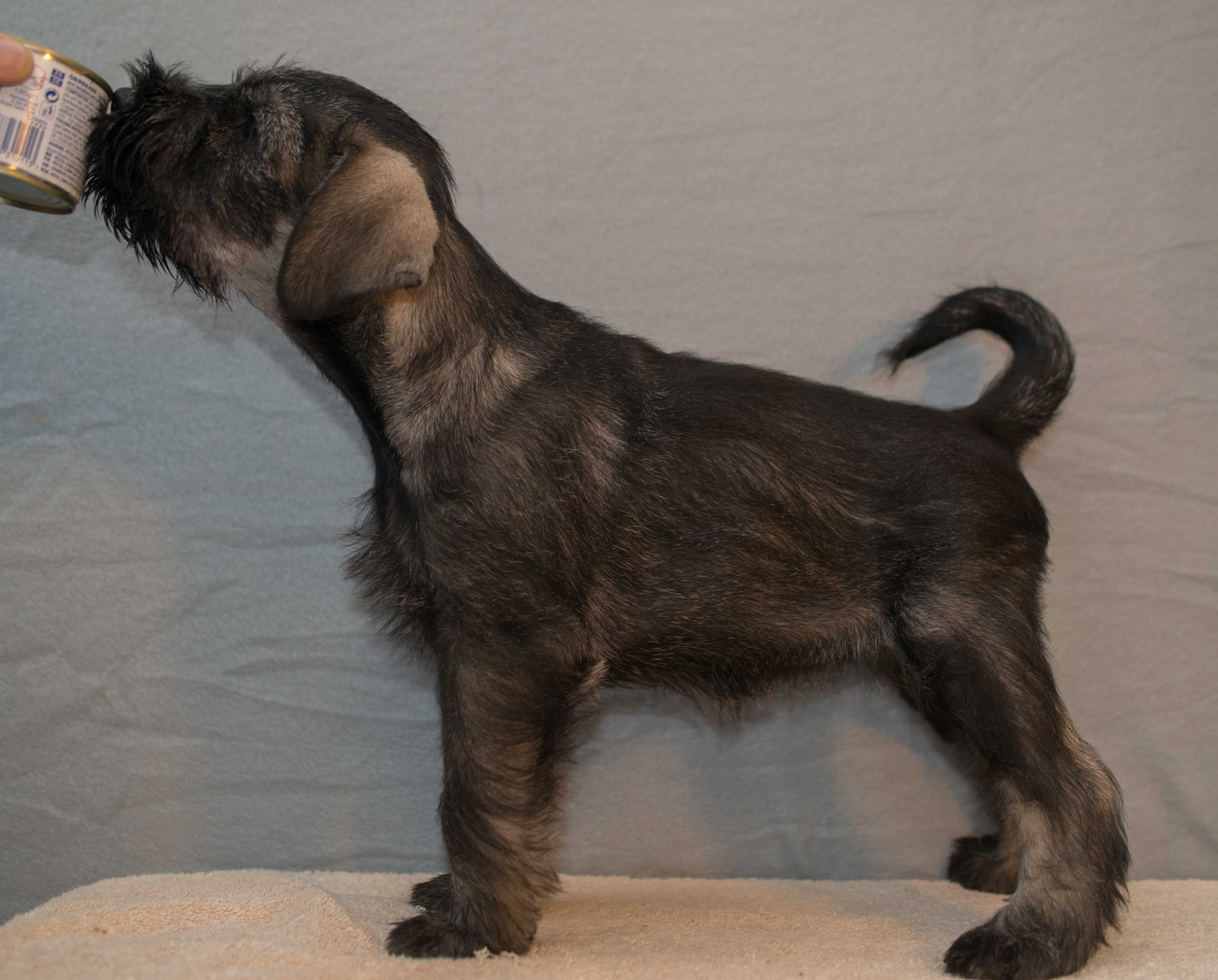 Ankisz-8 weeks-