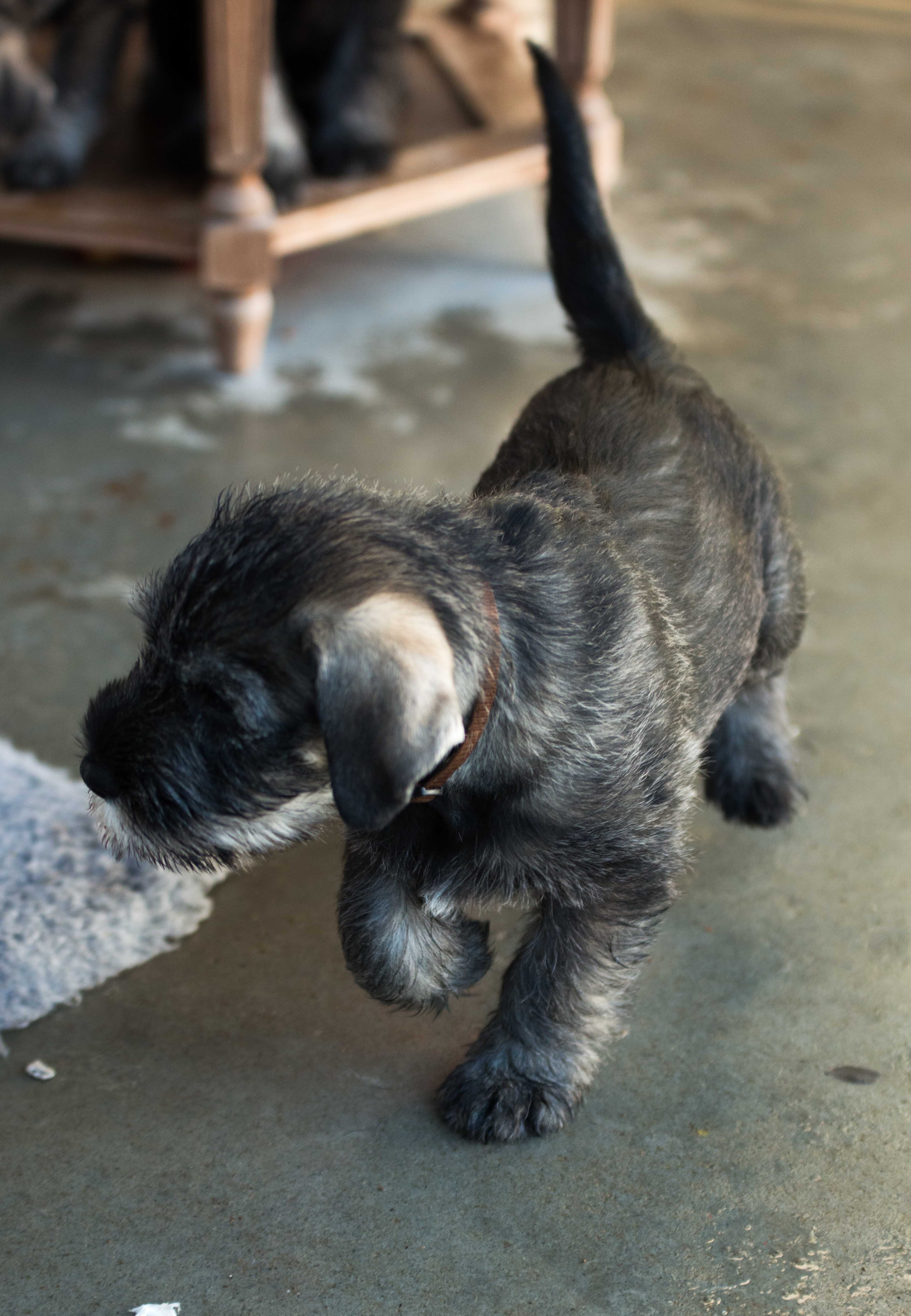 Puppy_november 21, 2016_00018