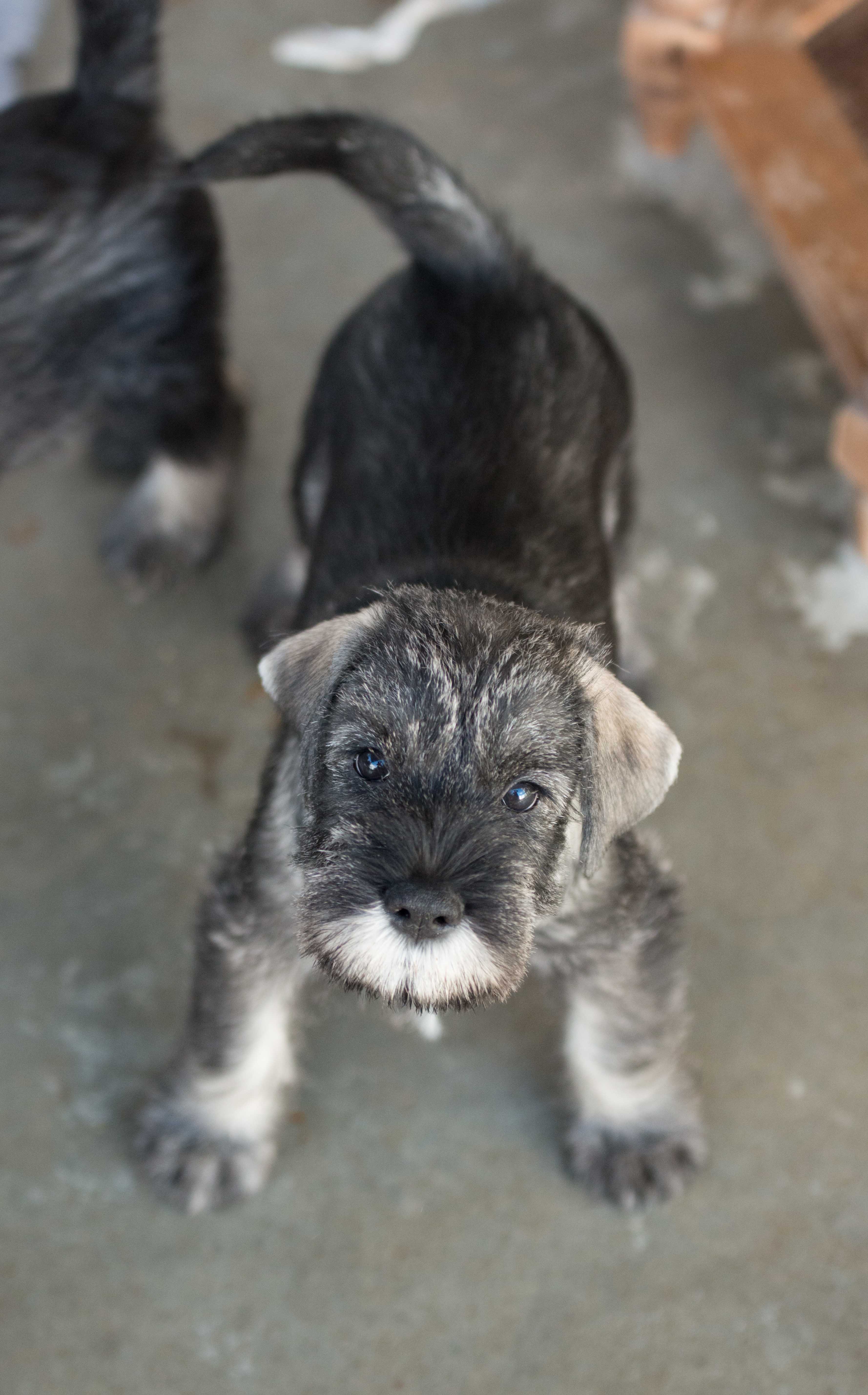 Puppy_november 21, 2016_00039