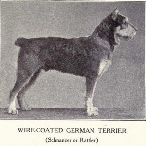 stdschnauzerhistory1915.jpg