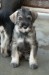 Puppy_november 21, 2016_00060