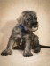 Puppy_november 13, 2016_00038