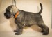 Puppy_november 13, 2016_00005