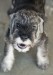 Puppy_november 21, 2016_00040